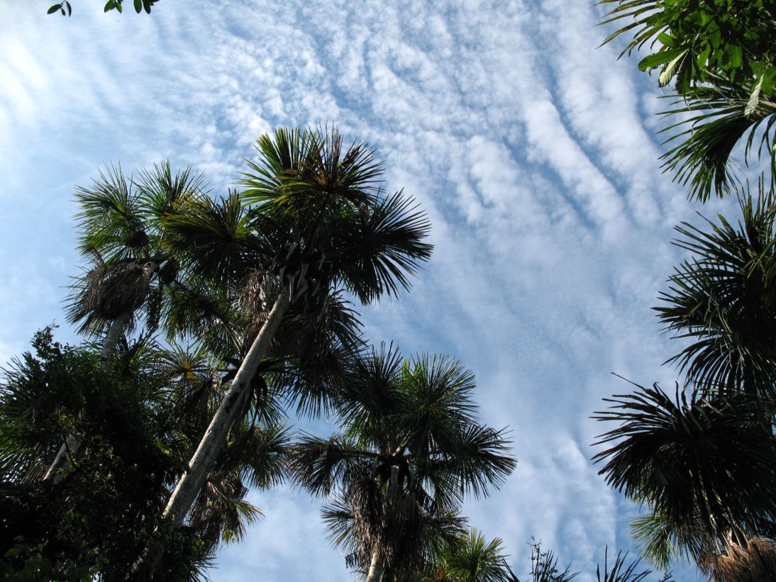 Palms and sky